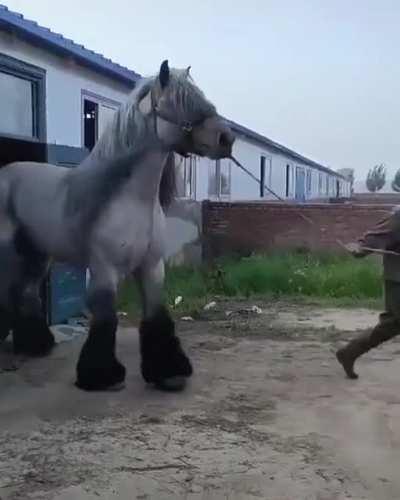 Beautiful horse