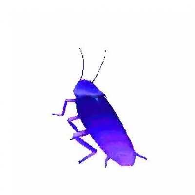 rgb roach