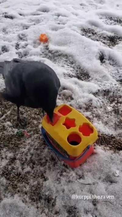 a raven solving a puzzle with a quickness!