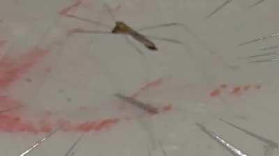 Found a stickbug..