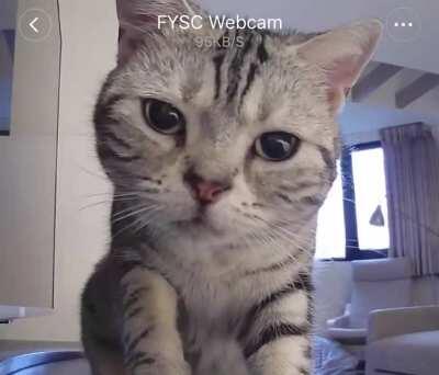 Today my furball Kuku finally found out about the CatCam I’ve been using to watch her all along. Her confused furry face is the cutest thing ever. My heart can’t take it 🥺