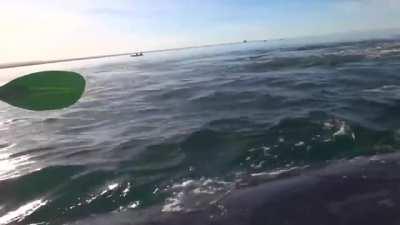 Whale lifts two kayakers out of the water on its back as it surfaces