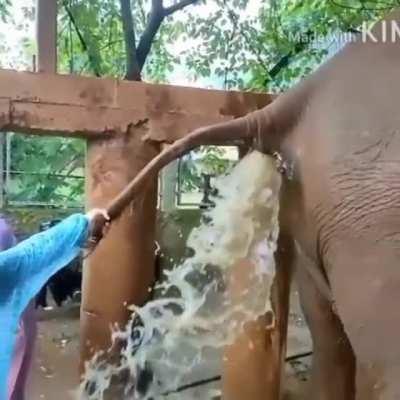 🔥 Elephant faeces explodes in vets face as he treats constipation