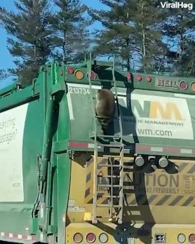 Smart trash panda going straight to the source