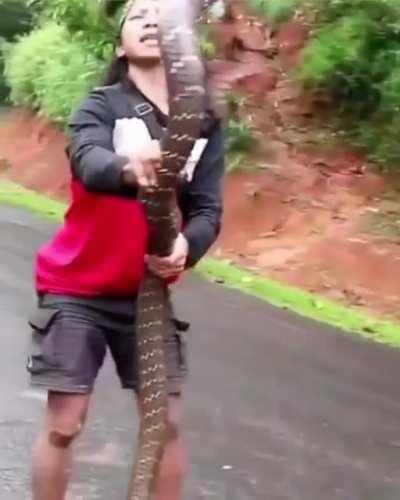 This man grabs this 12ft King Cobra like a boss!