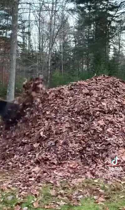 This lab that loves to jump in leaf piles