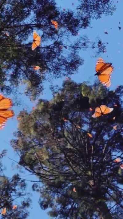 🔥 Kaleidoscope of Butterflies