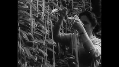 In 1957 the BBC released an April fools day joke about how spaghetti is grown and picked.