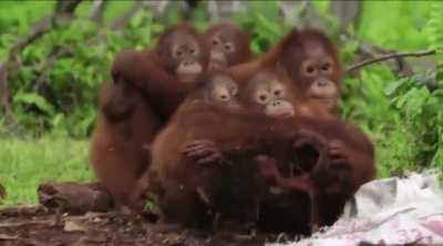 Orangutan family taught to be cautious around snakes