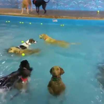 Pupper pool party