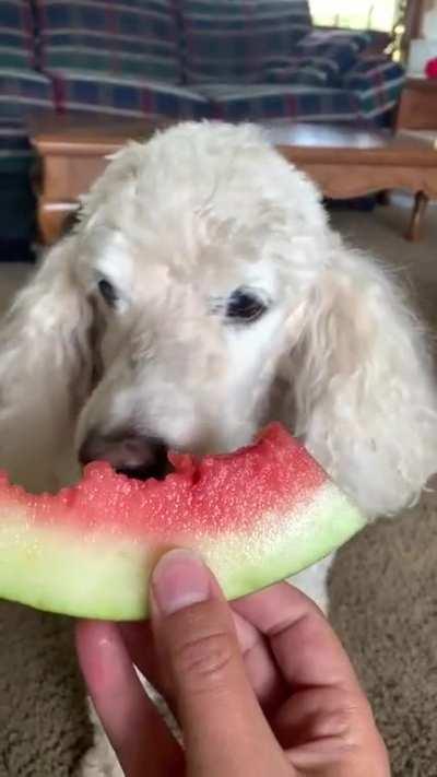 Snickers (17) does a cromch on his favorite birthday treat! 🍉