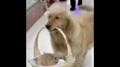 A Golden Mother &amp;amp; Her little Basket Pupper! ❤️