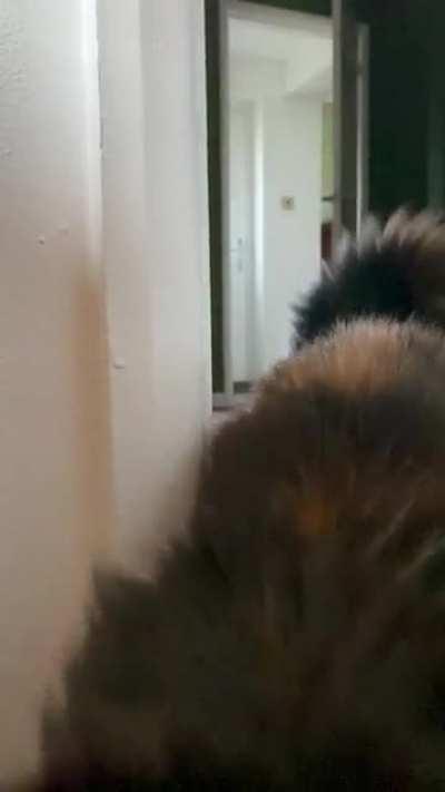 How my cat makes an entrance…