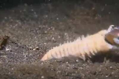 A bobbit worm grabs its prey. (Slow motion)