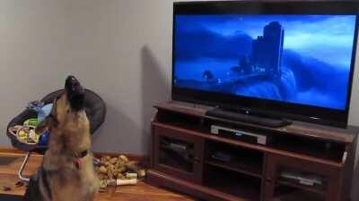 German shepherd started howling with wolves from Zootopia 🐺