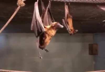 Me: If bats hang upside down, do they piss on themselves? Bat: No, idiot. Also bat: