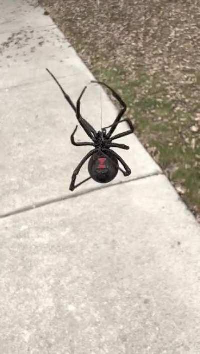 Black Widow dangles from her web