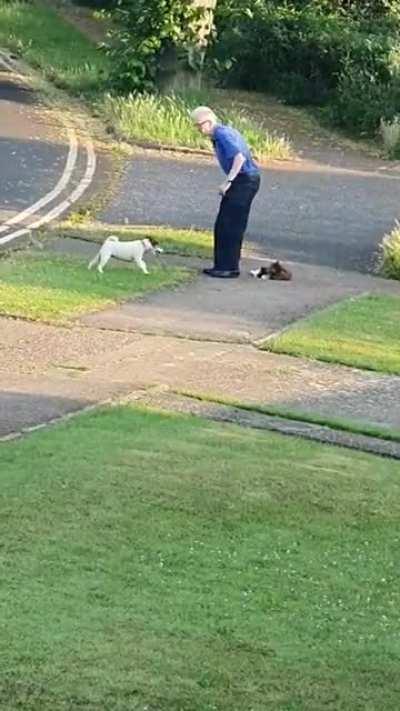 Old man saves cat that had been attacked by a dog