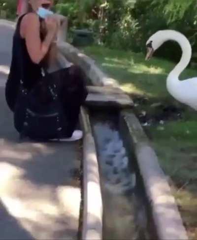 WCGW not wearing a mask near an all-knowing swan god