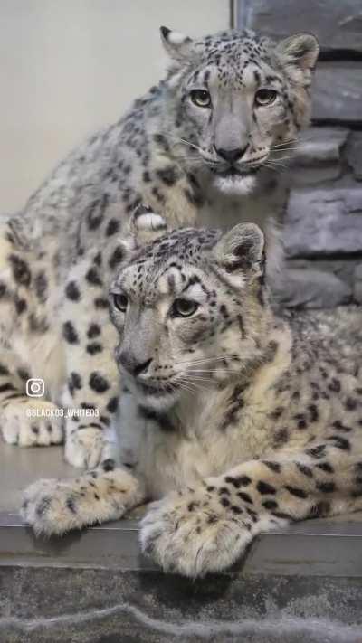 spotted sneps staring (at you personally ☺️)