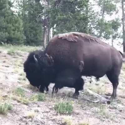 Kid gets launched by bison (?)