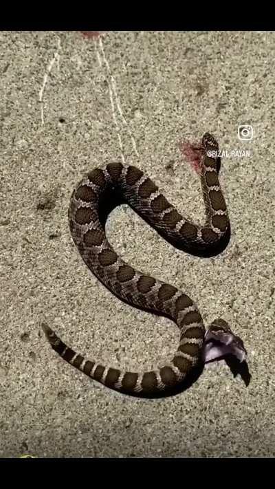 Rattlesnake bites itself after being decapitated