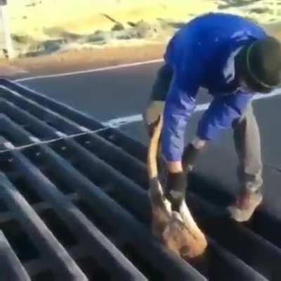 A man rescues a kangaroo stuck in a cattle grid.