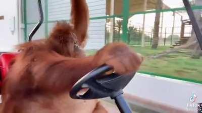 Orangutan cruisin' the block