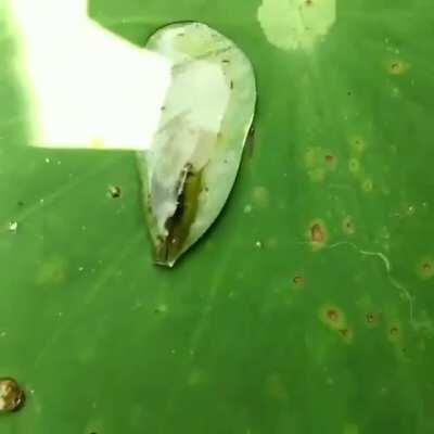 Shrimp isolated in a water droplet using surface tension to make their way back to the water