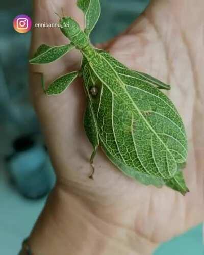 Leaf insects mimic leaves so well, some are adorned with markings that resemble spots of disease or damage, including holes. Evolution is insane.