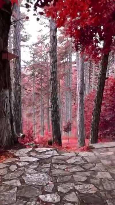 Fairy-tale like forest in Korçë, Albania