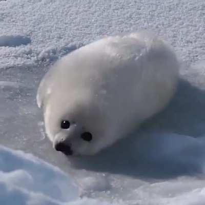 Baby sea pupper tries to roll over, says a thing