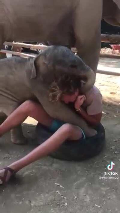 Meeting an elephant