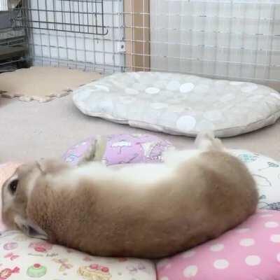 bunny enjoying his new bed