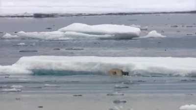 Starving Polar Bear catches Seal in the water.