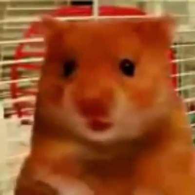 Cursed_hampster