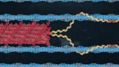 Here's a loop of the Winding Filament Model for muscles--a newer theory about how muscles contract