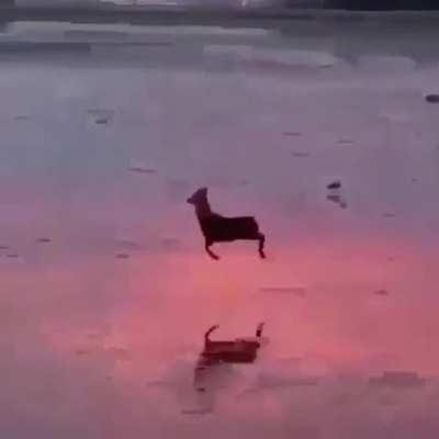 🔥 A Deer pronking along a beach during low tide