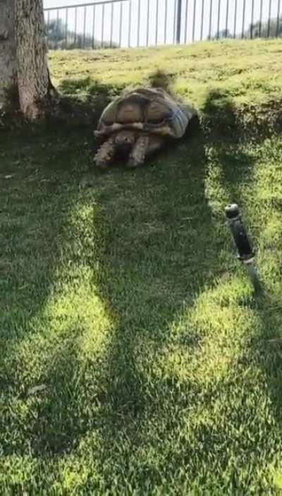 Turtle sliding down