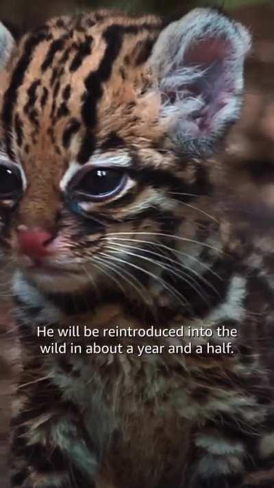 Rescued baby ocelot