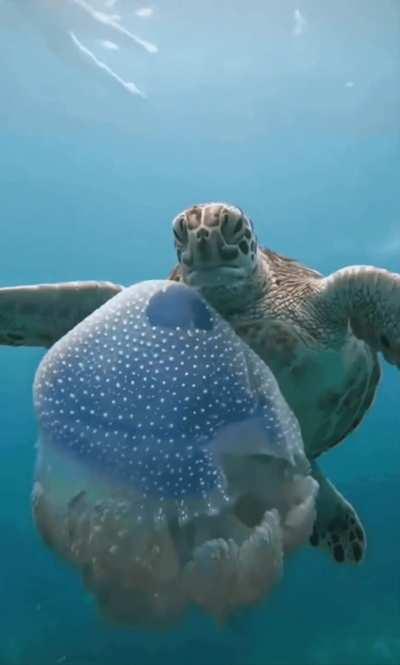 Sea turtle vs jellyfish