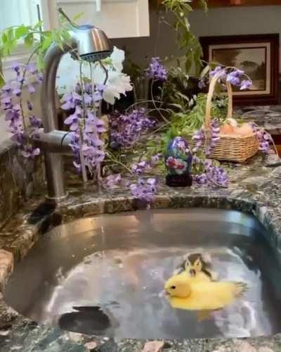 just some ducks in da sink