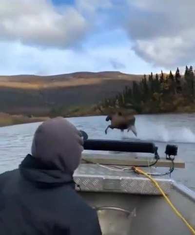 Moose running across the River