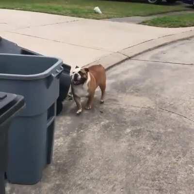 Just your friendly neighborhood bulldog out for a walk