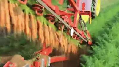 This Carrot Harvesting Machine