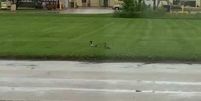 Lil duckers