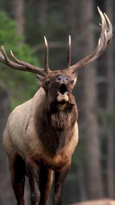 The bugling of an Elk