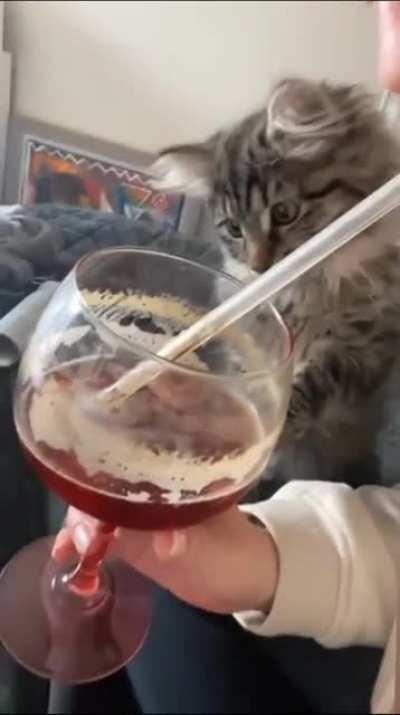 Cat getting amazed by juice passing through a straw