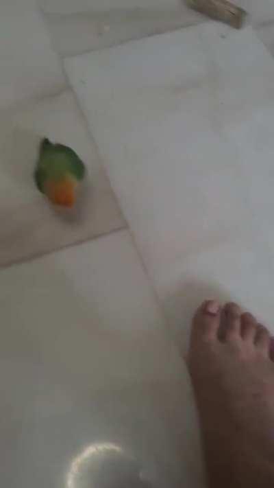 My bird choosing violence