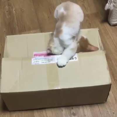 Cat finds box monster